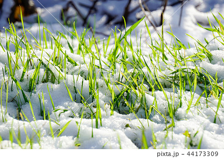 初雪に覆われた植物 初雪に覆われた植物 44173309