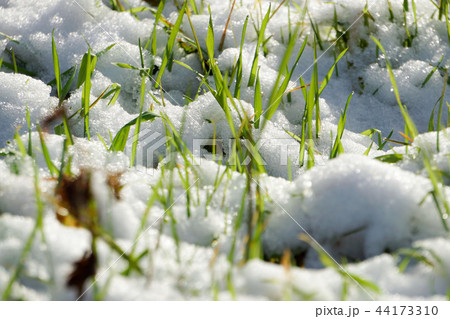 初雪に覆われた植物 44173310