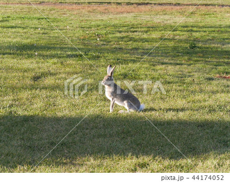 カナダ、エドモントンの野生のうさぎ カナダ、エドモントンの野生のうさぎ 44174052