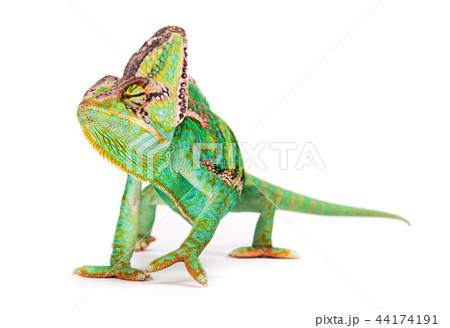 Veiled chameleon (chamaeleo calyptratus) close-up. 44174191