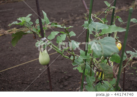 白ナス 44174740