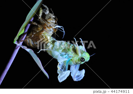 脱皮 セミ 昆虫 44174911