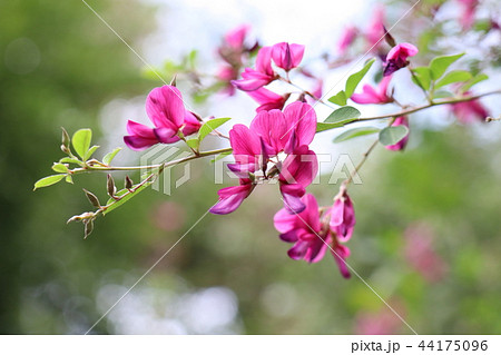 萩の花 萩の花 44175096