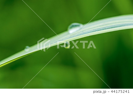 緑 緑色 水滴 44175241