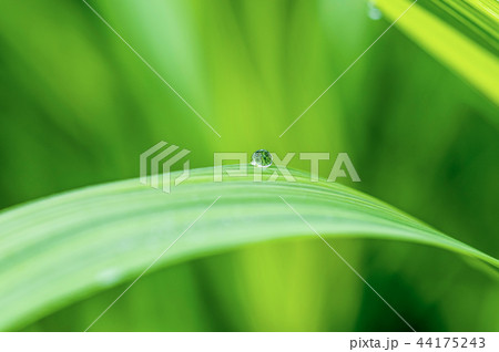 緑 緑色 水滴 44175243