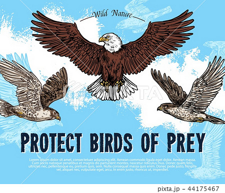 Vector sketch poster for birds of prey protection 44175467