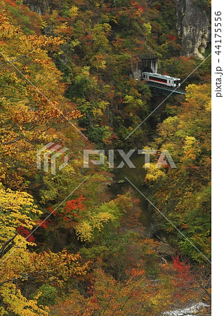 鳴子峡の紅葉 44175556