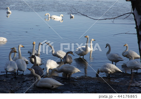 白鳥_サロマ湖 白鳥_サロマ湖 44176865