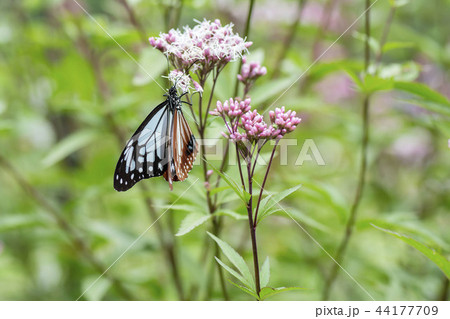アサギマダラ 44177709