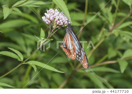 アサギマダラ 44177710