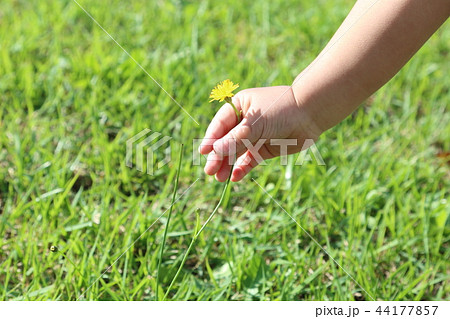子供の手と黄色い花 44177857