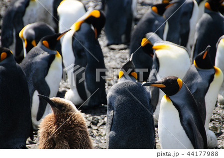 King Penguins on Salisbury plains 44177988