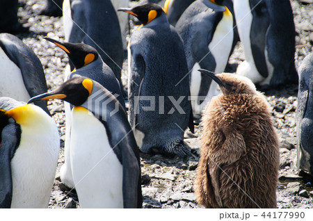 King Penguins on Salisbury plains King Penguins on Salisbury plains 44177990