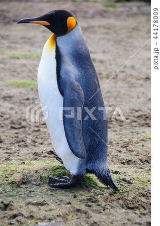 King Penguins on Salisbury plains King Penguins on Salisbury plains 44178009