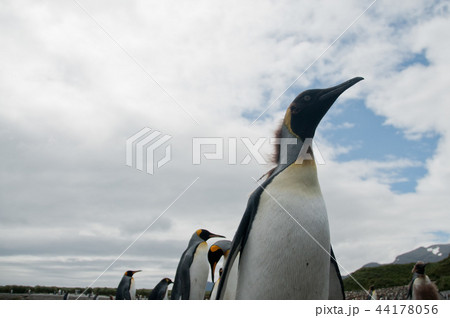 King Penguins on Salisbury plains 44178056