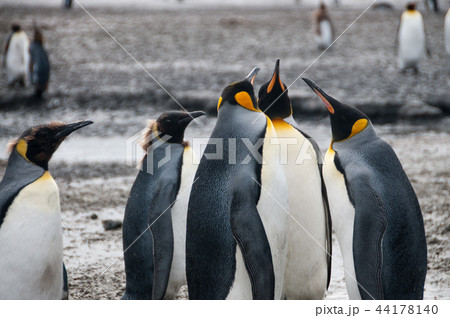 King Penguins on Salisbury plains King Penguins on Salisbury plains 44178140