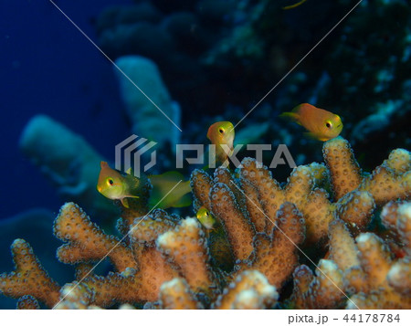 キンギョハナダイと枝サンゴ 44178784