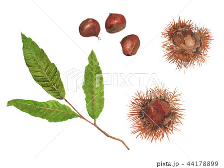 Castanea crenata　クリ 44178899