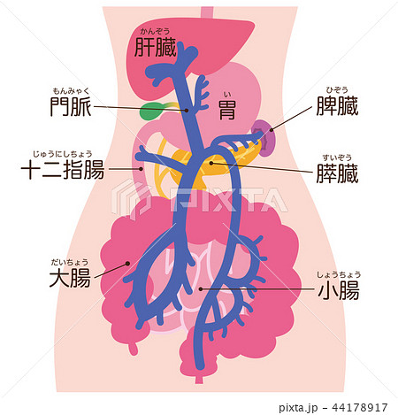 門脈 消化器系 脾臓のイラスト素材