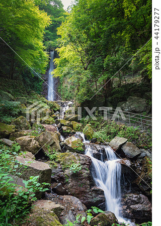 養老の滝 44179277
