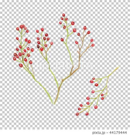 羅莎multiflora noybara莓果 羅莎multiflora noybara莓果 44179444