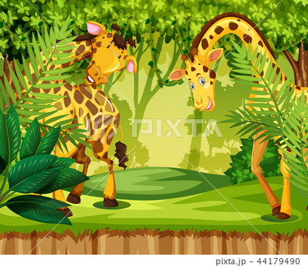Giraffe in the jungle 44179490