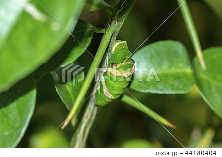 ナガサキアゲハの幼虫 44180404