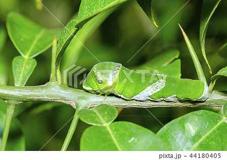 ナガサキアゲハの幼虫 ナガサキアゲハの幼虫 44180405