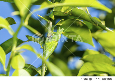 ナガサキアゲハの蛹 44180406