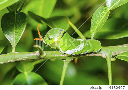 ナガサキアゲハの幼虫の写真素材