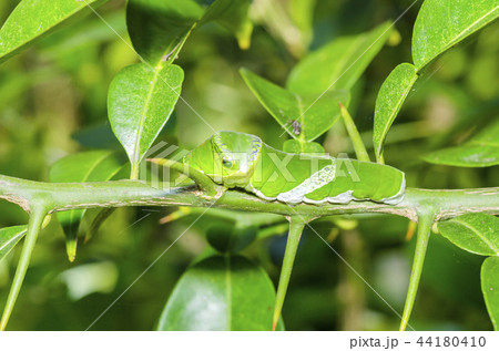 ナガサキアゲハの幼虫 44180410