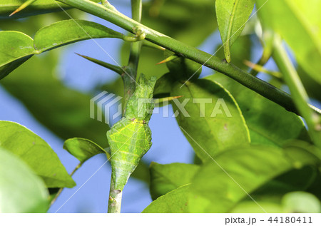 ナガサキアゲハの蛹 ナガサキアゲハの蛹 44180411