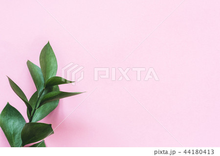 Eucalyptus branch on pink background 44180413