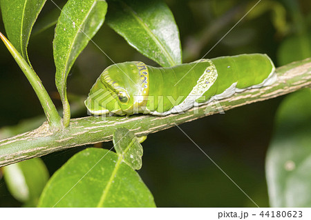 ナガサキアゲハの幼虫の写真素材