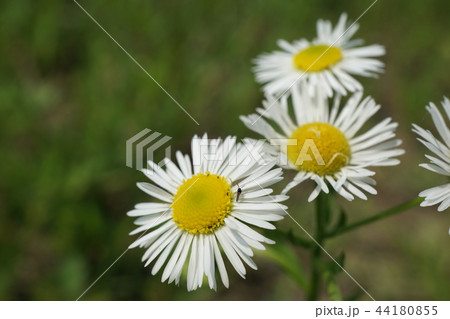 1809　野花 44180855