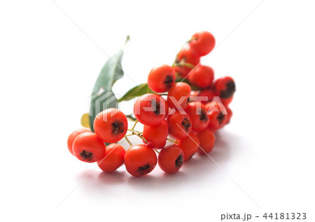 red pyracantha berries on white background 44181323