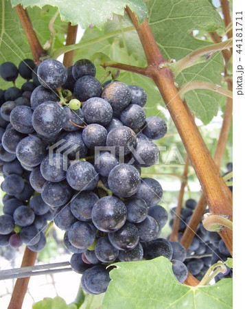 ワイン用ぶどう　シラー 44181711