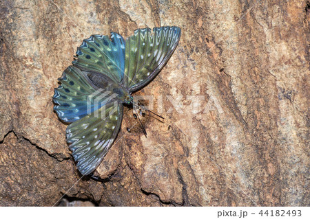 スミナガシ 44182493