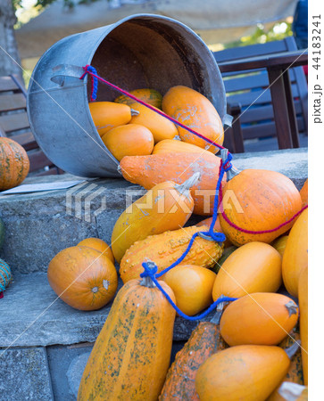 Pumpkins as a symbol of autumn. Pumpkins as a symbol of autumn. 44183241