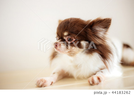 Dog on floor in pet shop. 44183262