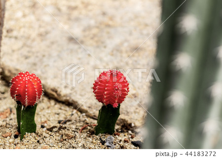 Cactus on ground in park. Cactus on ground in park. 44183272