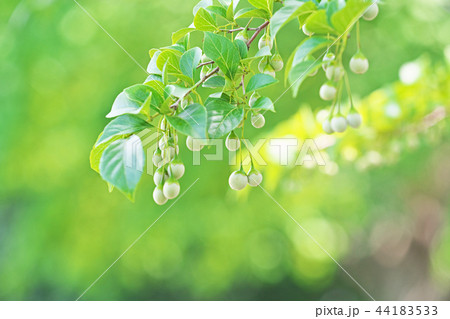 緑の実を付けたエゴノキ 44183533