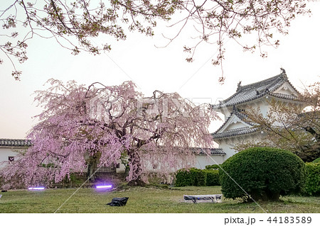 桜 さくら サクラ 44183589