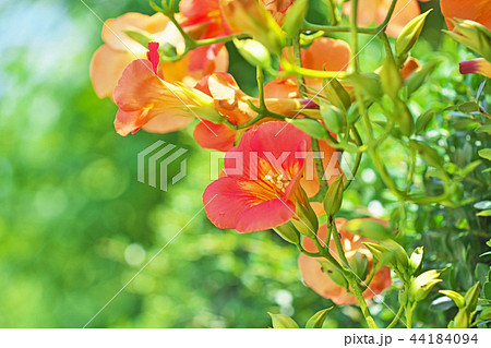 オレンジ色のノウゼンカズラの花の写真素材