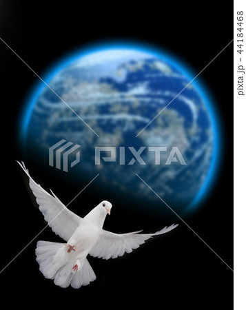 free flying white dove against 44184468