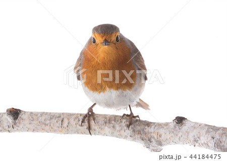 European robin (Erithacus rubecula) European robin (Erithacus rubecula) 44184475