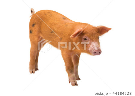 piglet isolated piglet isolated 44184528