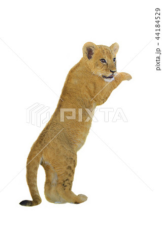 tiger cub isolated 44184529