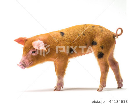 piglet isolated on white 44184658