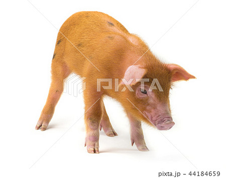 piglet isolated on white 44184659
